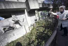 Elderly elephant that Vancouver woman stood by dies in Tokyo zoo at 69